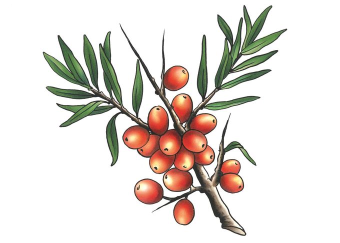 Natursteiger Sanddorn Kernoel ist naturbelassen und kaltgepresst.