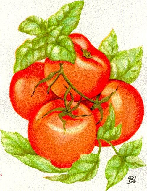 Wachsen mit Ideen... Bild: Strauchtomaten aus Tomatensamen gezogen > Mehr Geschmack am ECHTEN !