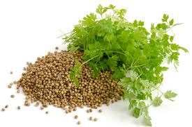 Pflanzliche Rohstoffe. Natur Gewürze und Natur Kräuter und Natur Heilkräuter und Natur Salz und Natur Gemüse und Natur Blumen und Natur Blüten und Natur Nüsse und Natur Obst und Natur Sprossen und Natur Pilze bestimmen die Optik und die Wertigkeit und den Geschmack, das Aroma und das Mundgefühl. Bild: Koriander mit Samen und Koriander Kraut !