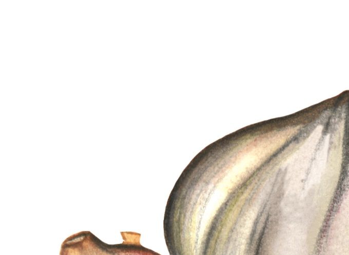 Knoblauch Natur für ausgesuchte Erzeugnisse !