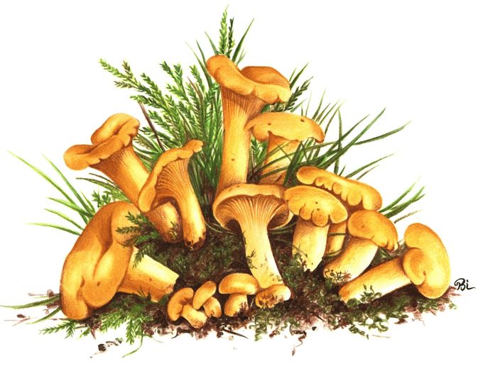 Pfifferlinge in Gelee mit feinen Dillspitzen - eine wunderbare Gaumenfreude !