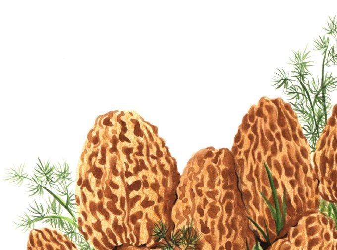 Spitzmorcheln in Gelee mit frischen Pfifferlingen oder Goldschwämmchen - eine Augenweide !