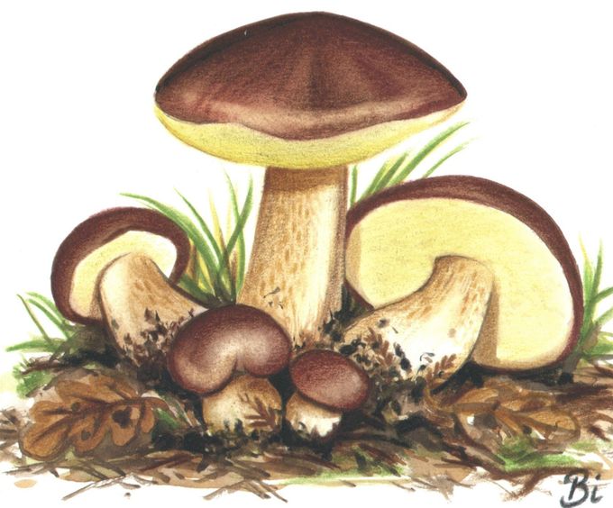 Basische Steinpilze - die außergewöhnlichen für Steinpilz Brühwurst mit Pilzbrühe !